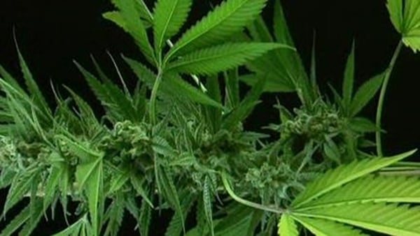 People are becoming more tolerant of cannabis use for medicinal purposes