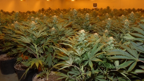 The cannabis plants are estimated to have a street value €2.5m