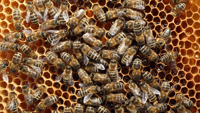 The university will work with other city centre green spaces to cultivate pollinator habitat