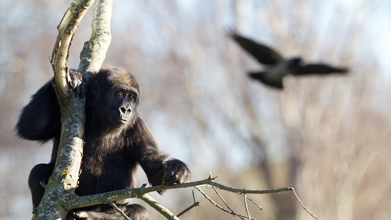 Say hello to Kafi while you're there - if she's not too busy