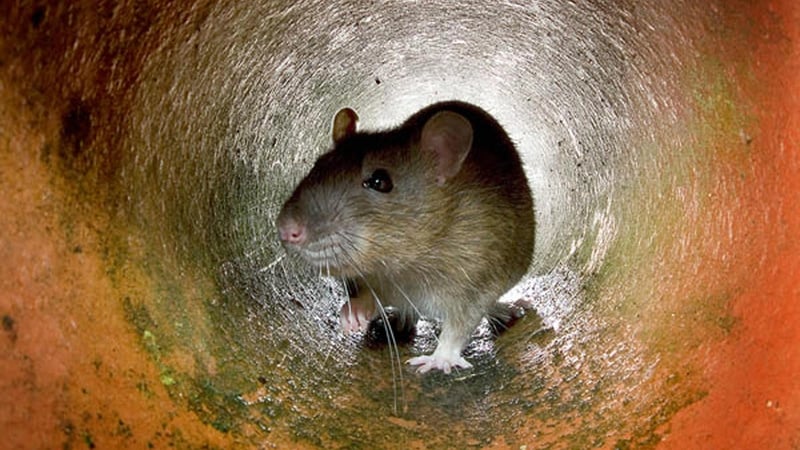 Rats and other small mammals were passed off as mutton