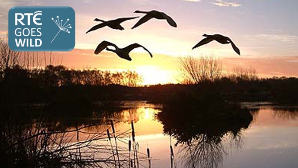Why do birds sing?