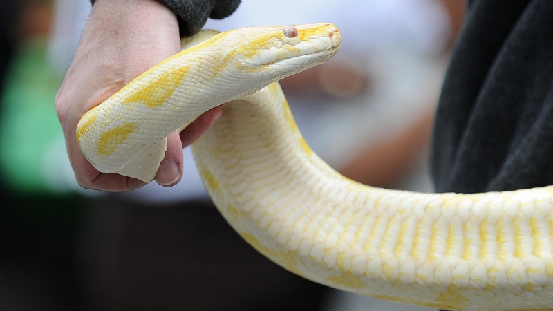 An albino boa constrictor, similar to this one, is missing in Co Meath