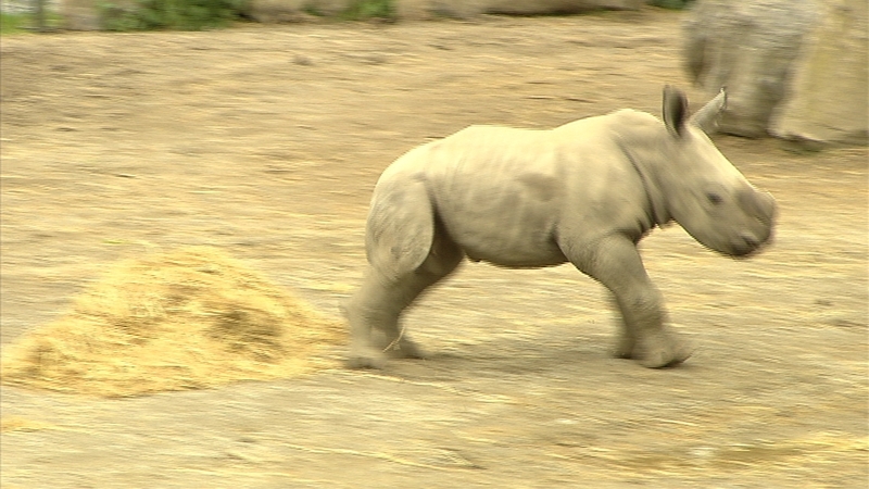A spokeswoman for the zoo said the incident was being reviewed internally