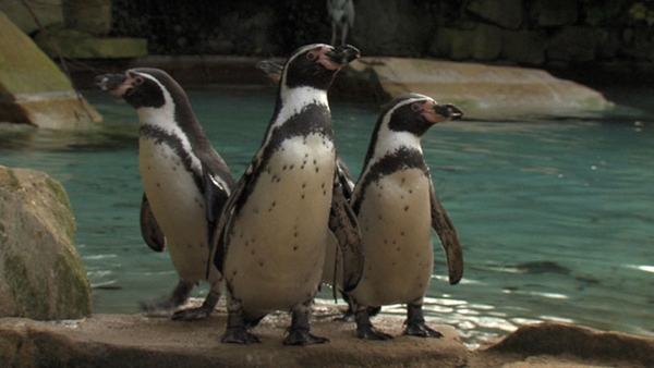 The Zoo