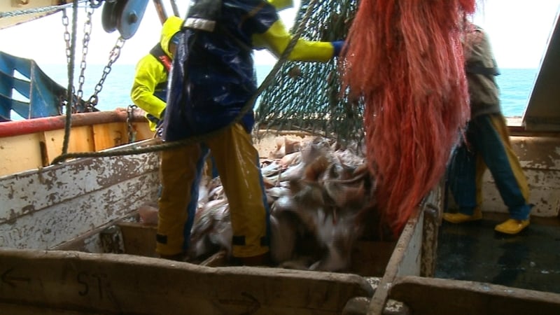 Fishing, energy extraction and mining threaten the habitat of these fish