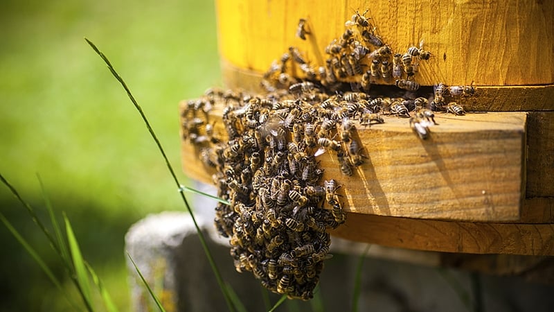 "Hives can be a hub for pests, such as the Varroa mite, and diseases like deformed wing virus (DWV)"