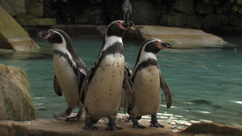 A penguin chick gets its first swimming lesson