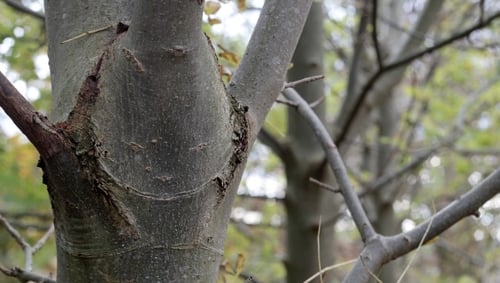 Ash dieback disease found in native Irish tree for first time