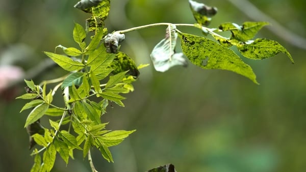 Ash dieback was first noticed in forestry in Poland in 1992