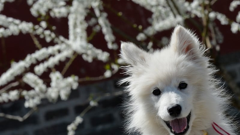 New laws will introduce mandatory dog chipping by 2015