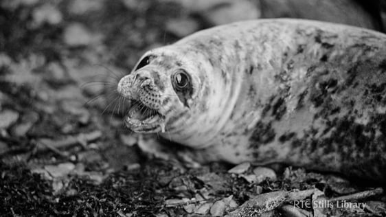 Seal (1978)