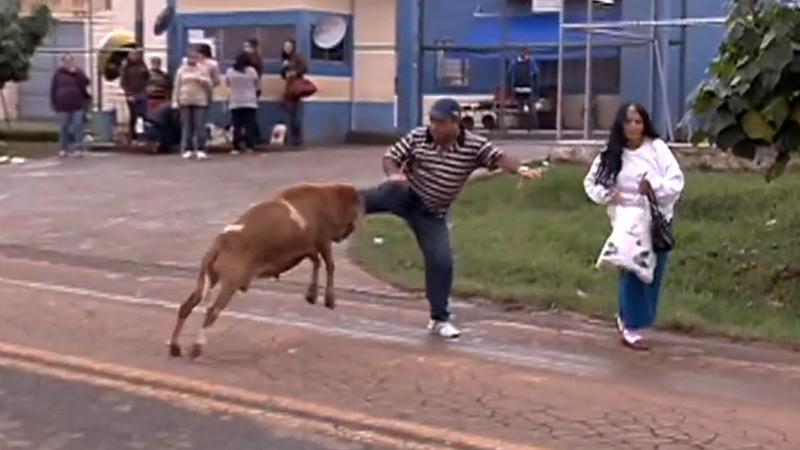 In the video a goat attacks a woman as a man tries unsuccessfully to defend her