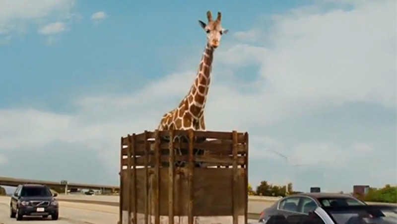 Win! Large plush giraffe from The Hangover III