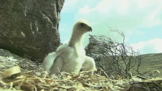 Golden Eagle (2007)