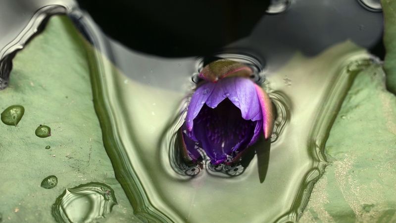 Flowers appeared on Earth 100 million years earlier than was previously thought