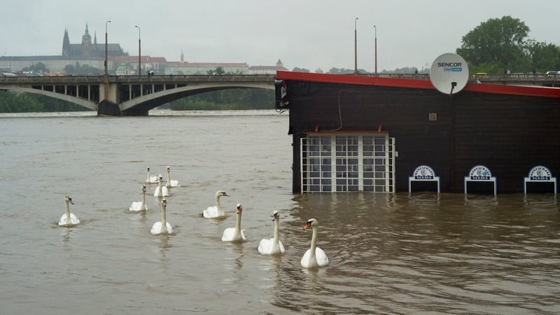 Swans pass by a flooded restaurant in the Vltava river in Prague