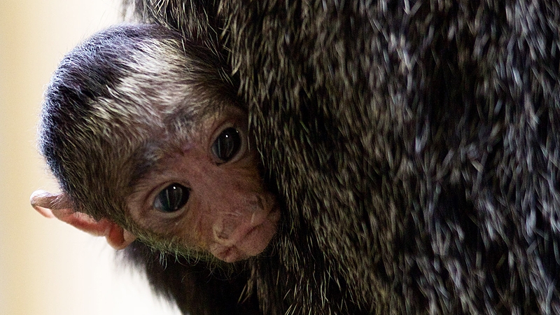 See him in the South American House at Dublin Zoo All photos: Patrick Bolger