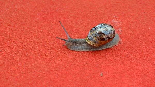 A snail on the red carpet at the Cannes Film festival - it is closely related to the snails found in Ireland