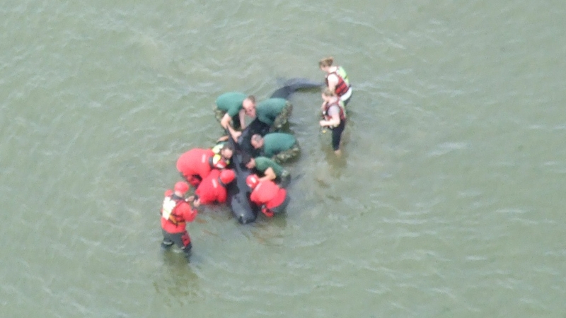 A whale was helped back to sea after beaching at Laytown (Pic: Irish Coast Guard)