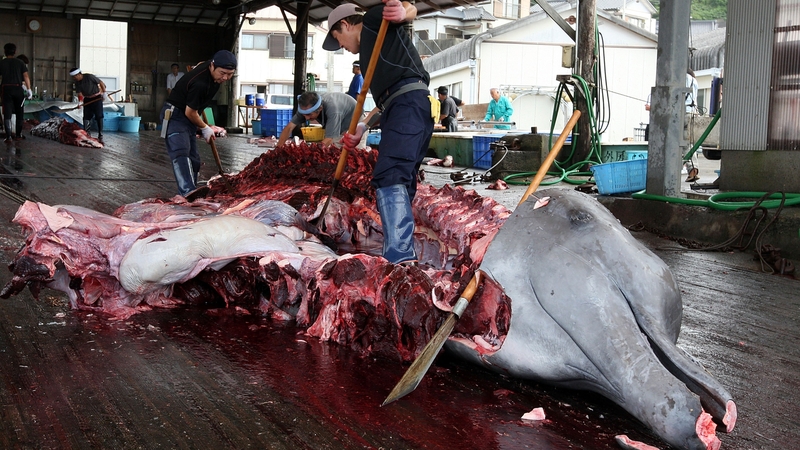 Japanese fishermen butcher a Baird's beaked whale