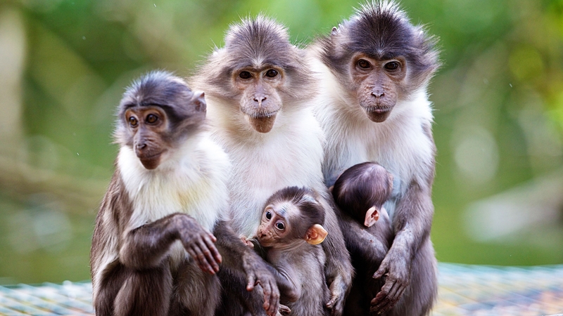 Two white crowned mangabeys welcomed to Dublin Zoo