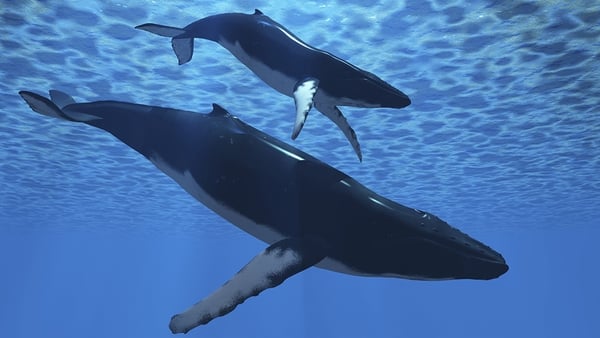 Whales Migrate