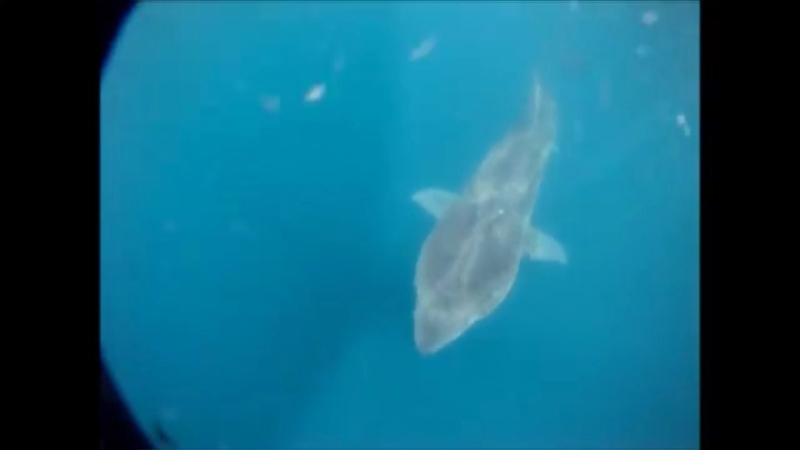 Hundreds of basking sharks are believed to be feeding off Malin Head