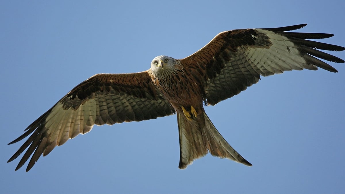 Let’s Go Spy A Kite