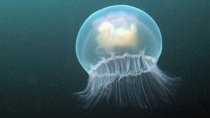 There have been increased sightings of several types of jellyfish in swimming areas