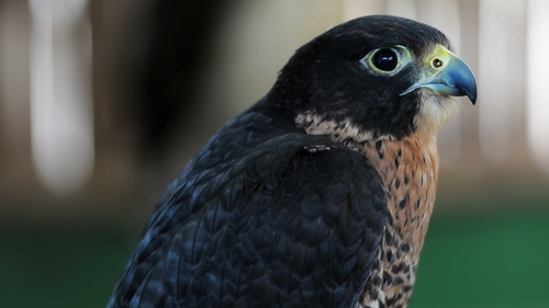 Human persecution is the prime threat to the stability of the peregrine falcon population (file pic)