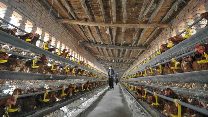 Most cases of the flu have been in people who had visited live poultry markets or had close contact with live poultry