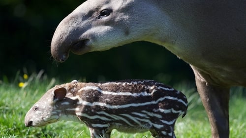 The two-year-old girl was attacked by a Brazilian Tapir