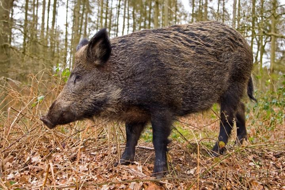 Tusk: Hunting for Ireland's Wild Boar