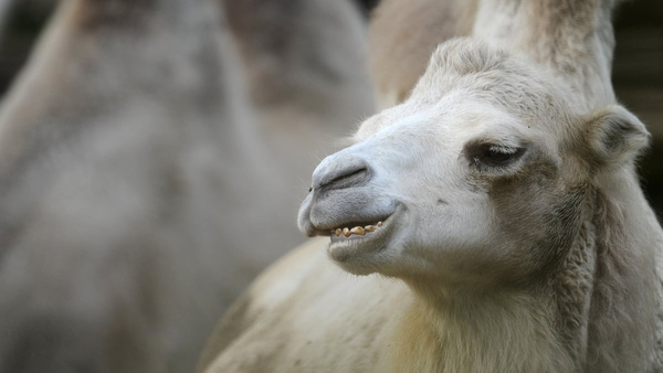 Experts have hailed the findings as a major step towards solving the mystery of, and ultimately controlling, the MERS virus