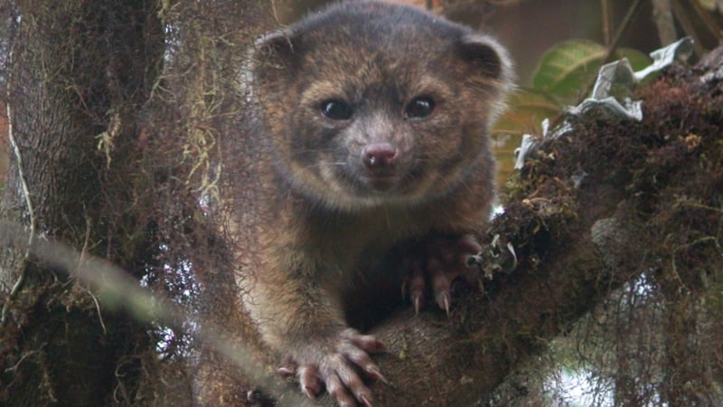 The olinguito is threatened by deforestation (Pic: Smithsonian Institution)