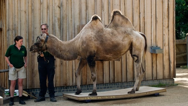 Zookeepers at London zoo weigh a Bactrian Camel as part of the zoo’s annual animal weigh in