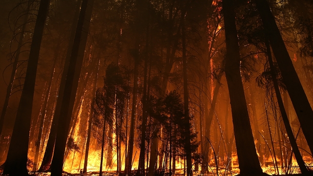 Trees are consumed in the fire