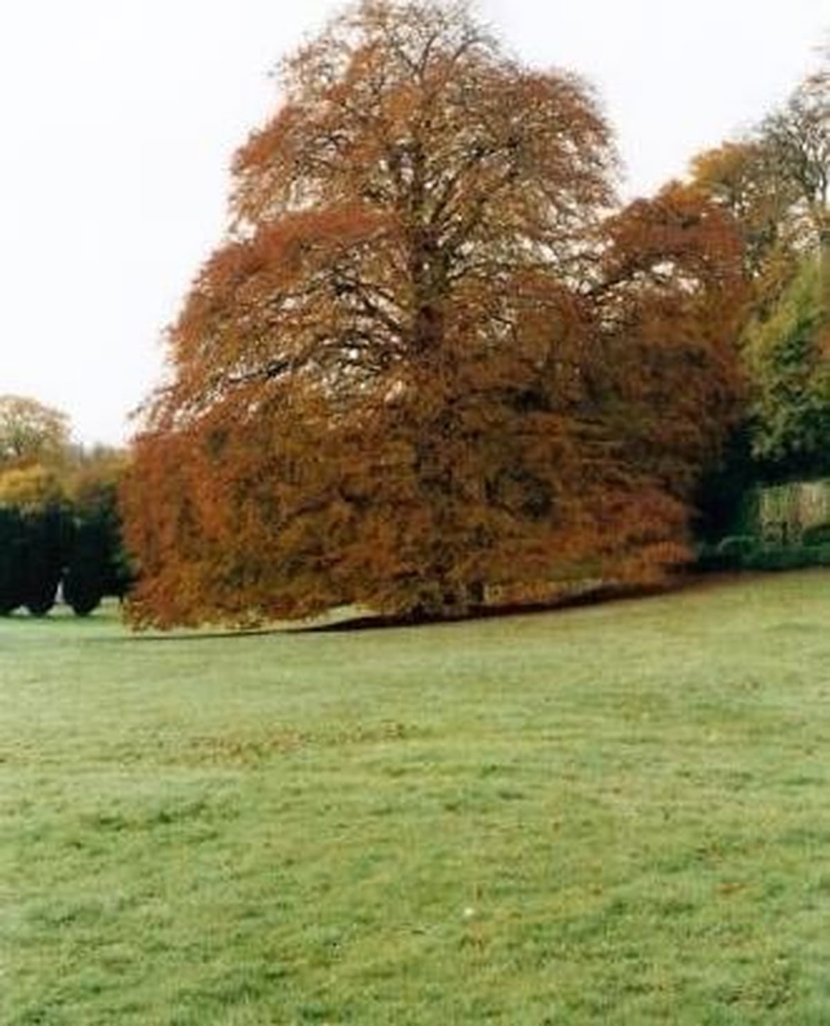 A Tree in Coole