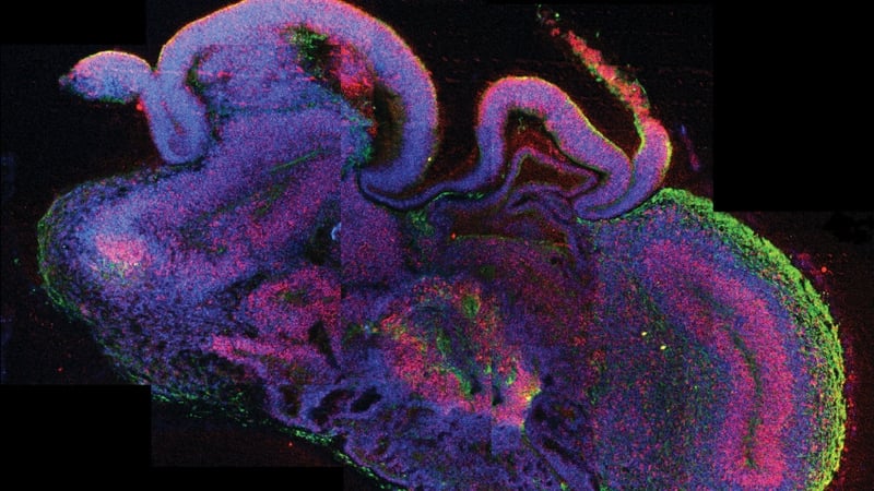 Details of the study have been published in the journal Nature