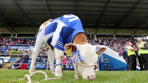 The grazing was good for Monaghan fan Pad Joe the calf at Breffni Park