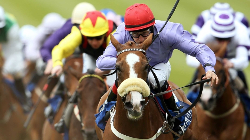 Paddy The Celeb was sent off the 11-8 favourite in the Killarney Plaza Hotel Maiden Hurdle