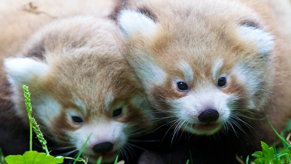 Red pandas - Will be wearing the green jersey