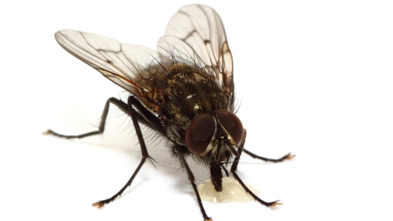 Flies observe motion on a finer timescale than human eyes can