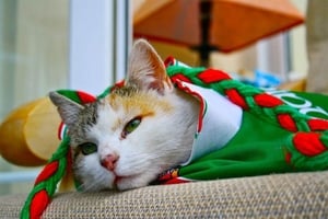 Catherine Jordan's cat doesn't look impressed