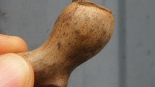 A very small tobacco pipe bowl has been found - possibly dating from the 16th century (Pic: Centre for Archaeological Fieldwork)