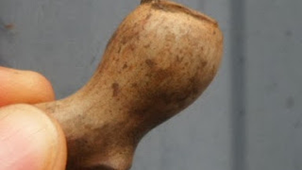 A very small tobacco pipe bowl has been found - possibly dating from the 16th century (Pic: Centre for Archaeological Fieldwork)