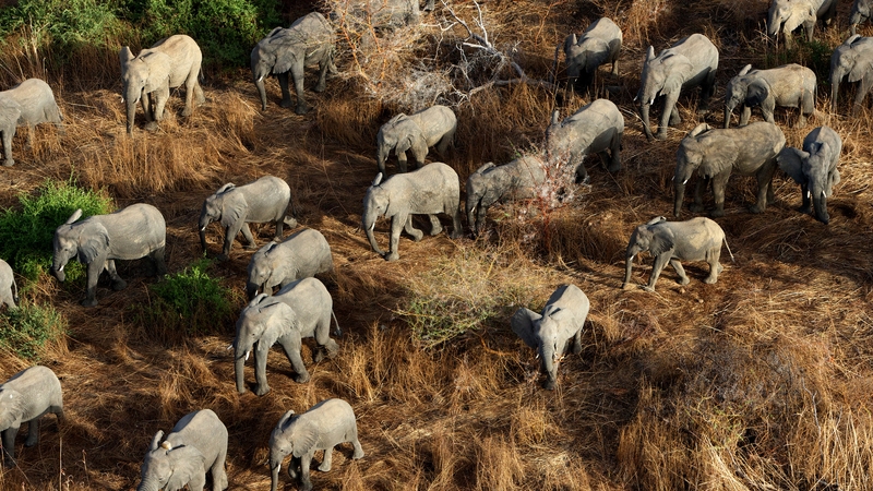 Zimbabwean ivory poachers have killed over 80 elephants by poisoning water holes with cyanide