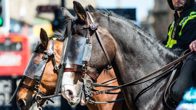 Bud the horse suffered no ill effects from the attack