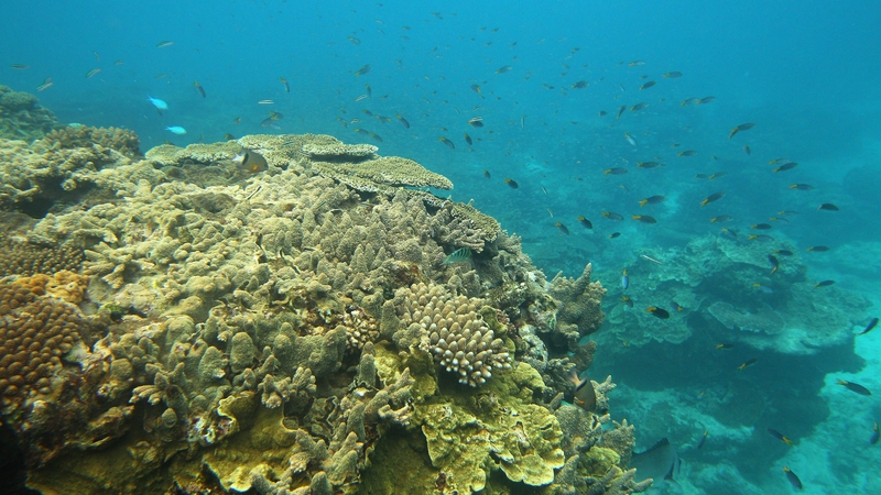 Corals, such as this one off Lady Elliot Island in Australia, could be at risk